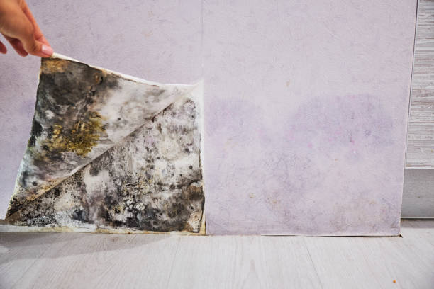 Best Basement Mold Remediation in Cambridge, MD